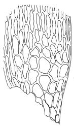 Holomitrium trichopodum, alar cells. Drawn from B.H. Macmillan 89/83, CHR 385643.
 Image: R.C. Wagstaff © Landcare Research 2018 